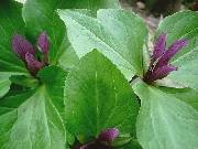 Trillium Purple